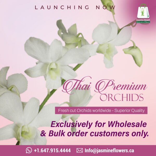 Thai Premium Orchids